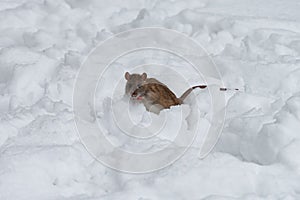 A small mouse on the snow during a very cold weather