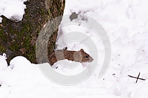 A small mouse on the snow during a very cold weather