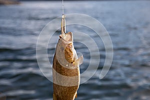 Small Mouth Bass hanging by fishing line