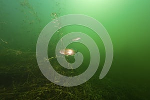 Small mouth Bass swimming in Crandell Lake