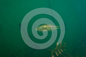 Small mouth bass swimming in a Michigan inland lake