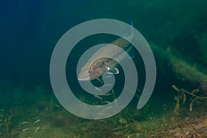 Small mouth bass swimming in a Michigan inland lake