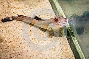 Small mud skipper in aquarium