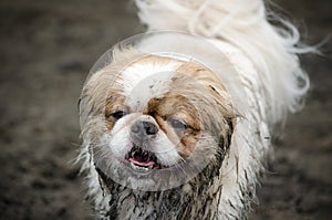 Small Muddy Dog on Beach