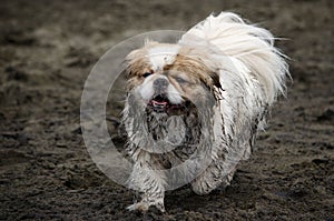 Small Muddy Dog on Beach photo