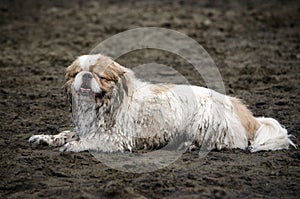 Small Muddy Dog on Beach