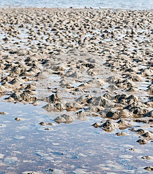 Small muddy heaps on the beach