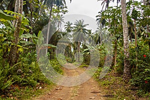 Small muddy road going through a dense tropical forest