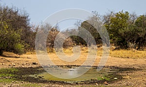 Small muddy waterhole in the African bush