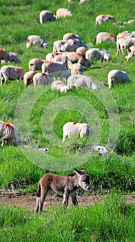 Small mule and sheep on a green field
