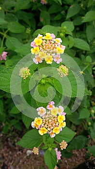 Small multicolor flowers