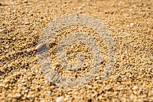 Small shells on Sunset Beach on Oahu, Hawaii