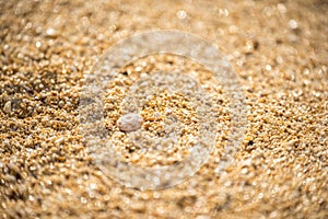 Small shells on Sunset Beach on Oahu, Hawaii