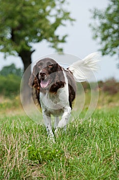 Small munsterlander dog