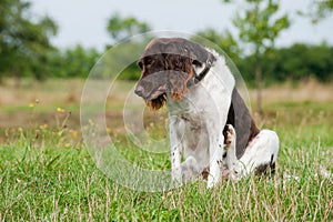 Small munsterlander dog