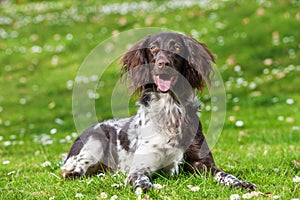 Small munsterlander dog