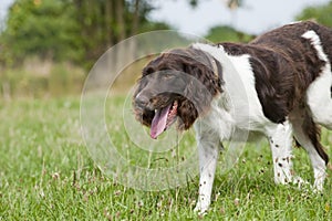 Piccolo Münsterländer il cane 