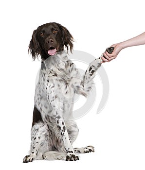 Small Munsterlander dog shaking hands with person