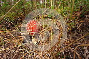 Small mushroom amanita grows in a forest