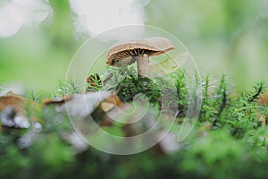Small mushroom on a bright green moss.