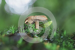 Small mushroom on a bright green moss.