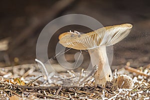 Small mushroom with flying spore