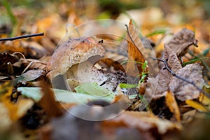 A small mushroom in the fores