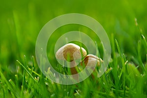 Small mushroom in grass