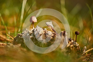 Small Mushroom Growing