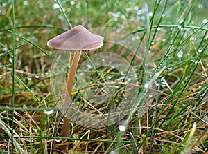 Small mushroom growing in grass near a forest, mycena olivaceous or helmet fungus, close-up view against a green background photo