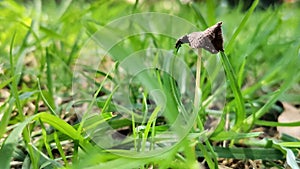 small mushroom growing in the middle of the grass of a forest photo