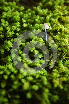 Small mushroom growing in moss