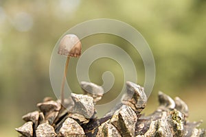 Small mushroom growing on a pine cone