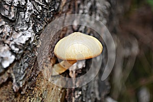 Small mushroom growing on a tree branch.