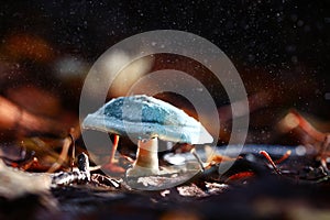 Small mushroom in magic forest