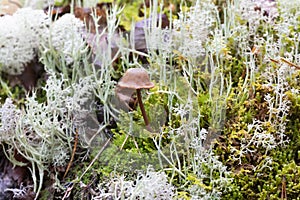 Small mushroom among the moss