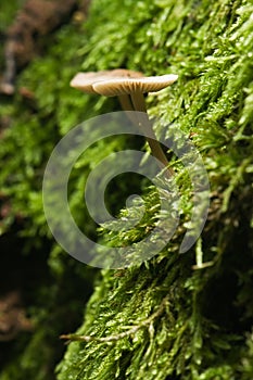 Small mushroom on moss-clad oak photo