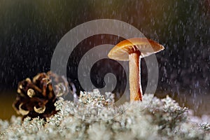 A small mushroom on the moss and a pine cone under water drops
