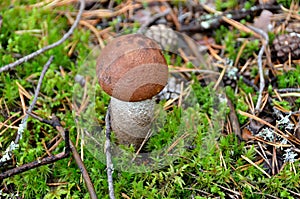 Small mushroom orange-cap boletus in the  forest photo