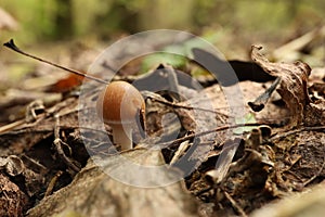 Small mushroom Psathyrella spadiceogrisea