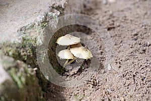 Small Mushroom Spore Fungus Mushroom