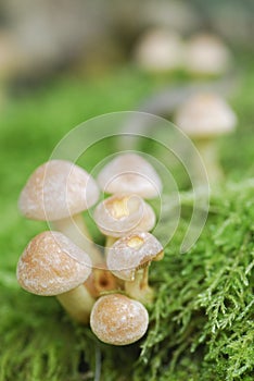 Small Mushroom Toadstools (Armillaria tabescens).