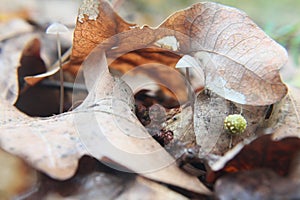 Malé houba hnědý list 
