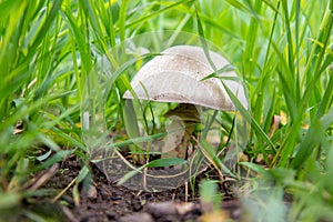 small mushroom under the grass in the forest