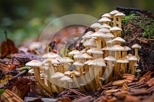 Small mushroom village in front of an old tree stump