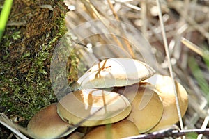 Small Mushrooms With an ant crawling