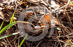 Small mushrooms on an autumn background