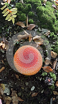 Small mushrooms in the Carpathian mountains, Ukraine