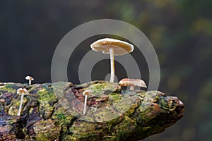 Small mushrooms on cone of spruce