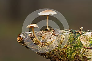 Small mushrooms on cone of spruce